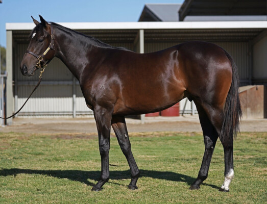 Lot 708: Tassort / Sheezabigdeel