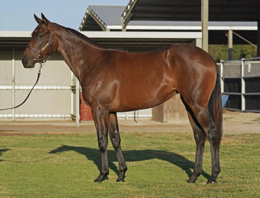 Lot 731: Wild Ruler / Sweet Temptations