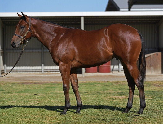 Lot 788: Kermadec (NZ) / Canon Law