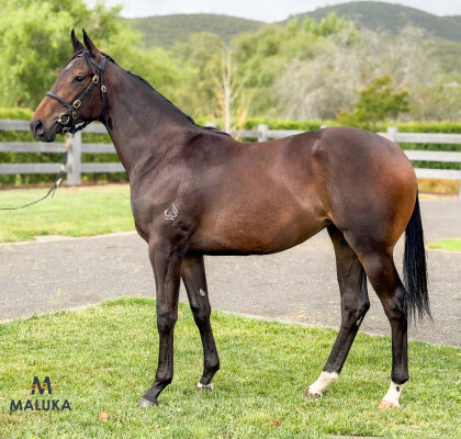 Lot 725: Wooded (IRE) / Star of Manhattan