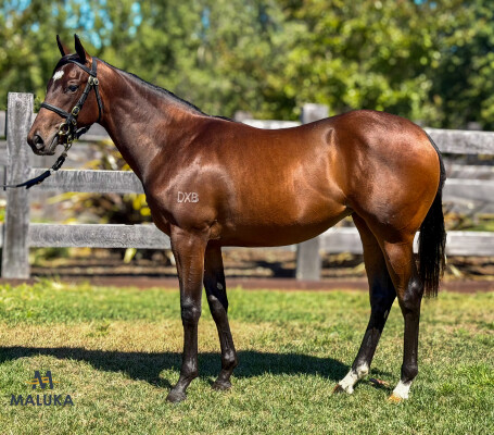 Lot 759: Pinatubo (IRE) / Winnertakesitall