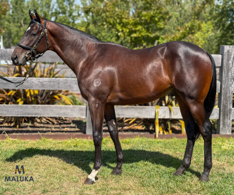 Lot 14: Shamus Award / Distrustful