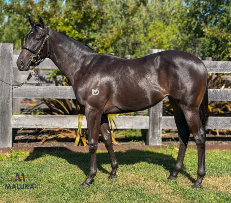 Lot 310: Shamus Award / Samurai Sun (NZ)