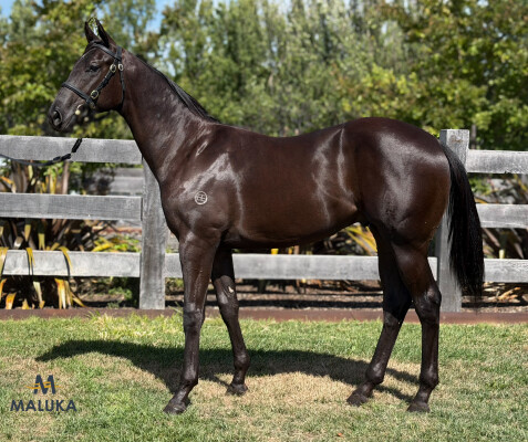 Lot 689: Shamus Award / Purple Halo