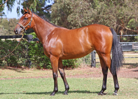 Lot 279: Frankel (GB) / Quantum Mechanic