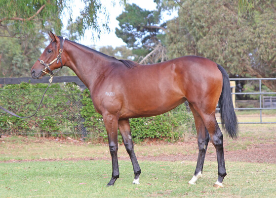 Lot 351: Grunt (NZ) / Snow Surrender