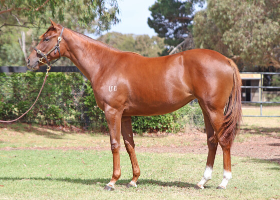 Lot 426: Harry Angel (IRE) / Unbounded