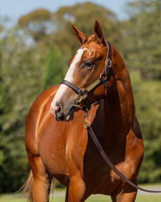 Lot 61: Russian Revolution / First Seal