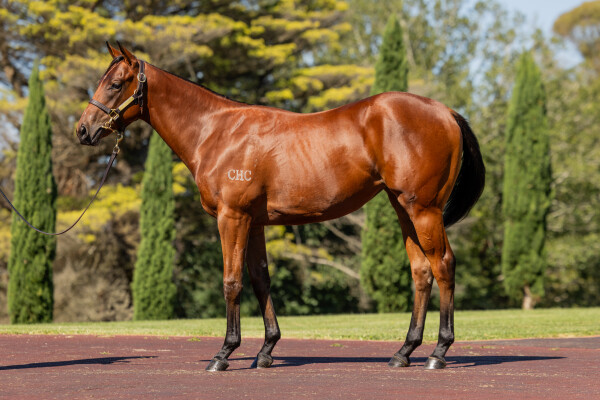 Lot 192: Extreme Choice / Meod