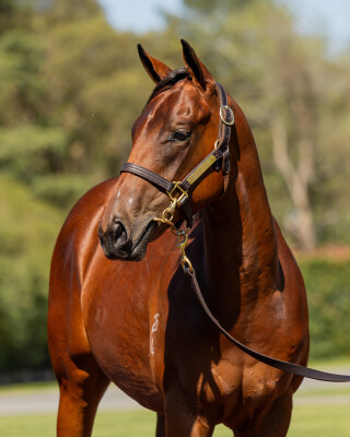 Lot 192: Extreme Choice / Meod