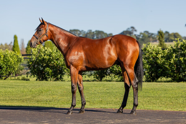 Lot 239: Stay Inside / Nurse Kitchen (NZ)