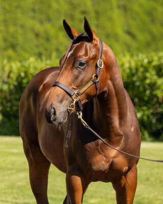 Lot 245: Zoustar / Ordos Honor
