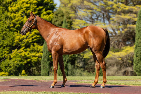 Lot 247: Extreme Choice / Oseleta