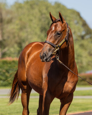 Lot 247: Extreme Choice / Oseleta