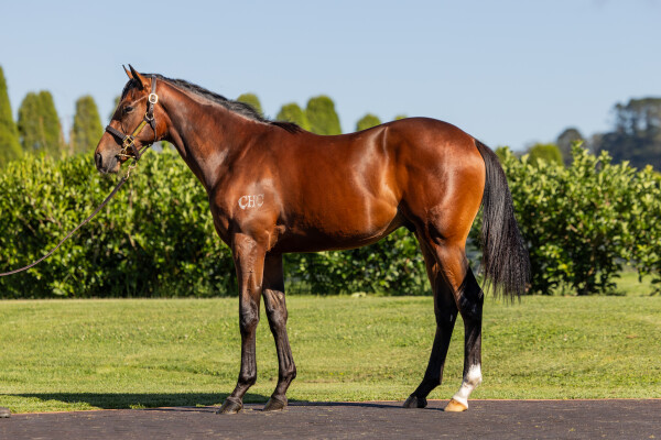Lot 280: So You Think (NZ) / Queen of Diamonds (NZ)