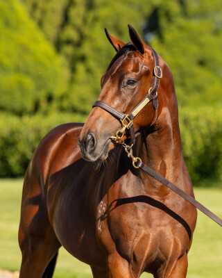 Lot 280: So You Think (NZ) / Queen of Diamonds (NZ)