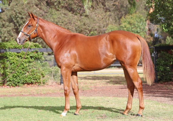 Lot 436: Street Boss (USA) / Watchmespin