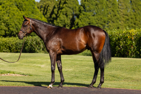 Lot 543: Russian Revolution / Caricature (NZ)