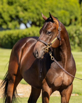 Lot 543: Russian Revolution / Caricature (NZ)