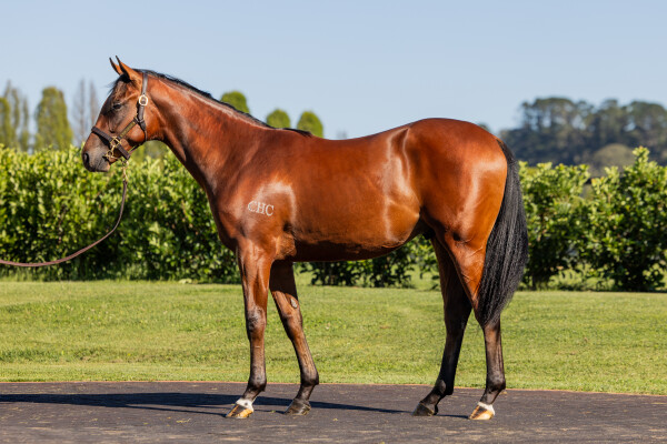 Lot 542: Russian Revolution / Cappadocia