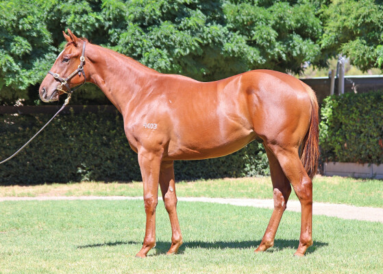 Lot 551: Capitalist / Champagne Jane