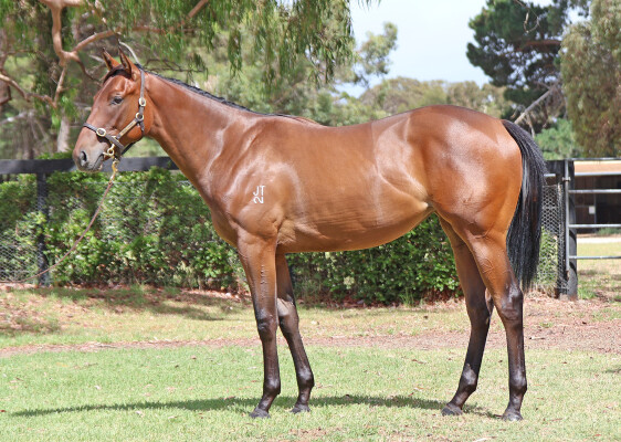 Lot 572: Shamus Award / Crooked Witness