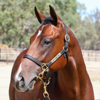 Lot 684: Profiteer / Pricing Power