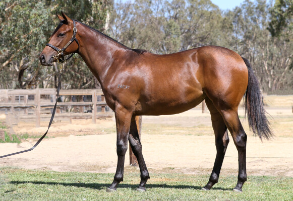 Lot 742: Paulele / To Her Door