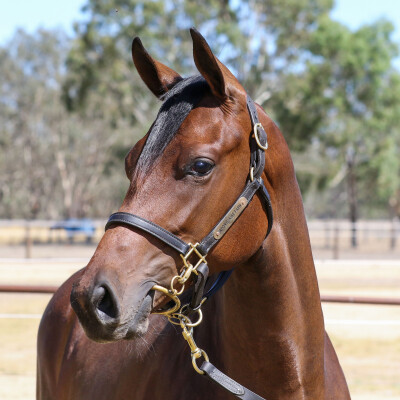 Lot 742: Paulele / To Her Door