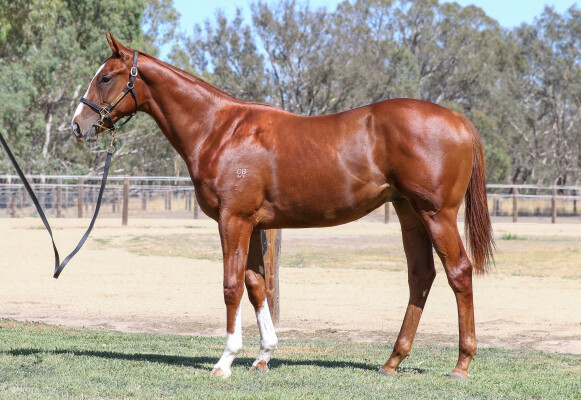 Lot 786: Hanseatic / Bulahdelah Miss (NZ)