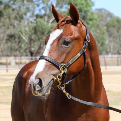 Lot 786: Hanseatic / Bulahdelah Miss (NZ)