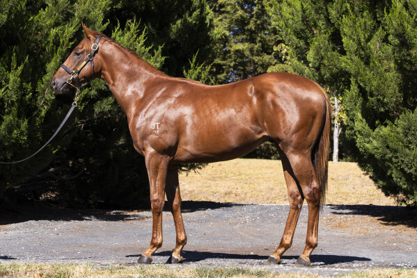 Lot 27: Anamoe / Eleusa