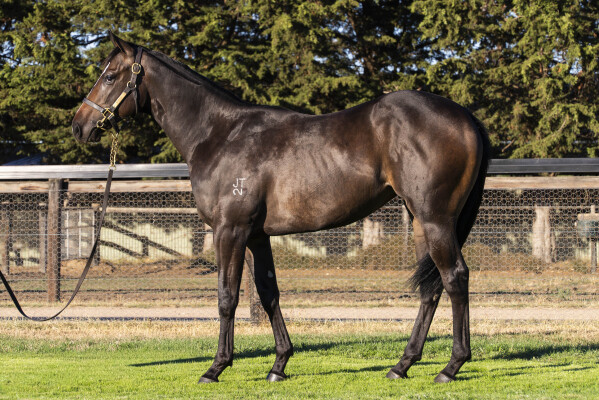 Lot 29: Portland Sky / Elusive Melody