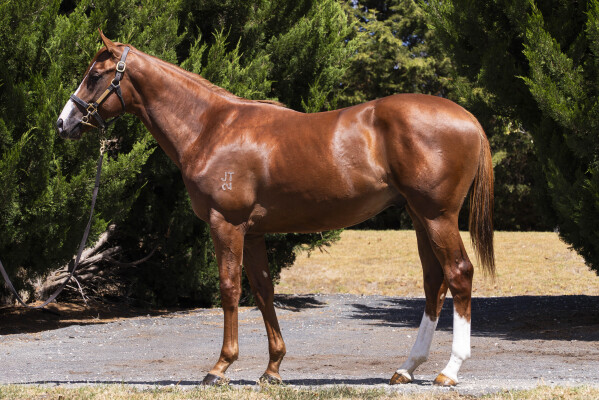 Lot 34: Anders / En Aval