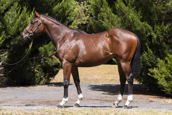 Lot 57: Ghaiyyath (IRE) / Final Choice