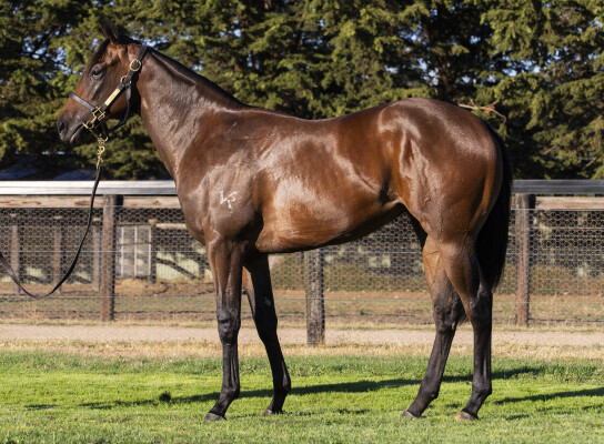 Lot 112: Trapeze Artist / Hummalong