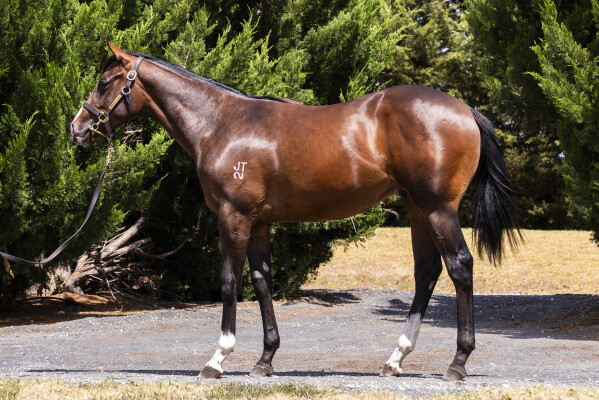 Lot 140: Russian Camelot (IRE) / Kaleidoscope Eyes