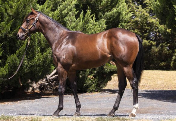 Lot 146: Brutal (NZ) / Kellner