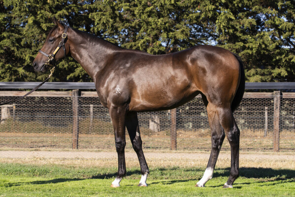 Lot 158: Zoustar / Lady Oracle (GB)