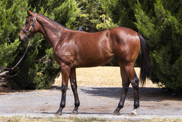 Lot 172: Anamoe / Lizzie l'Amour (NZ)
