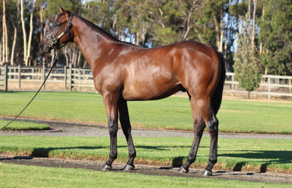 Lot 234: Shamus Award / No Restriction