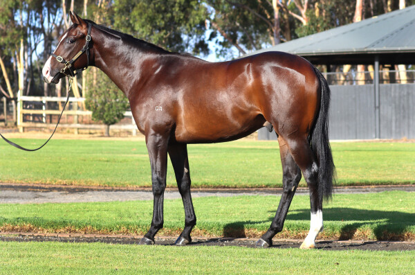 Lot 676: Hanseatic / On Credit (NZ)