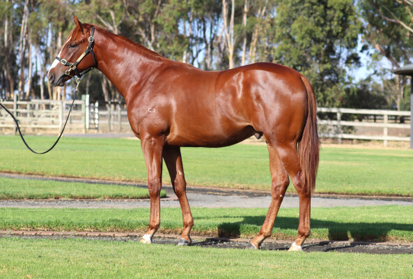 Lot 740: Hanseatic / Think Music