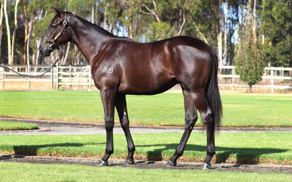 Lot 498: Street Boss (USA) / Barangaready