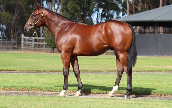 Lot 632: Hanseatic / Ivanamarie