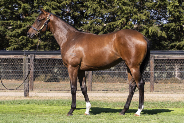 Lot 232: Supido / Niki Piki Milo (NZ)