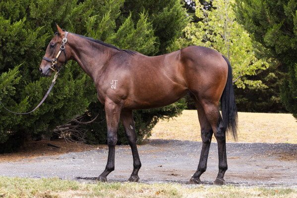 Lot 241: Shamus Award / Ocean Gate