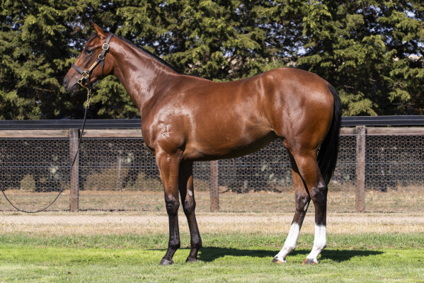 Lot 272: Jacquinot / Positive Problems