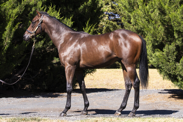 Lot 273: Harry Angel (IRE) / Power O'Hata (NZ)
