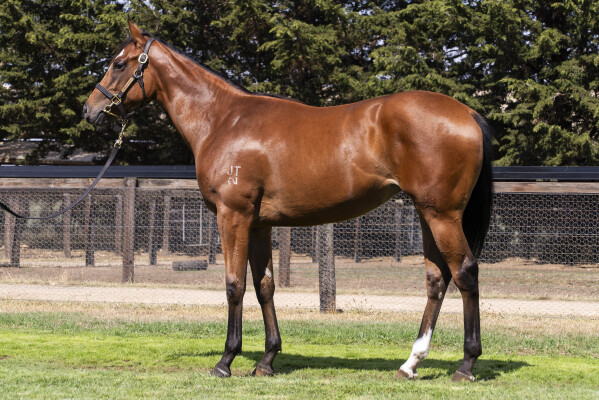 Lot 332: Jacquinot / Sheeznodoubt